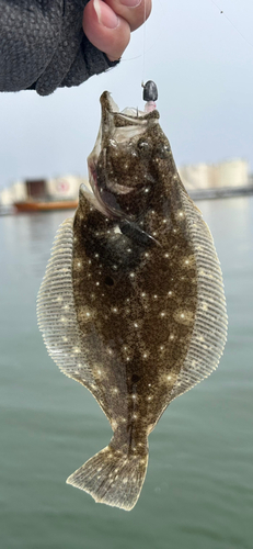 ソゲの釣果