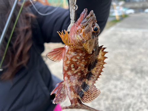 アラカブの釣果