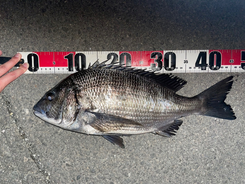 クロダイの釣果