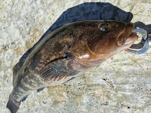 アイナメの釣果