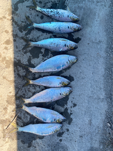 コノシロの釣果