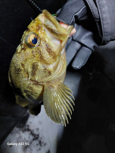 クロソイの釣果