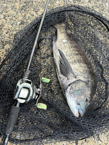 チヌの釣果