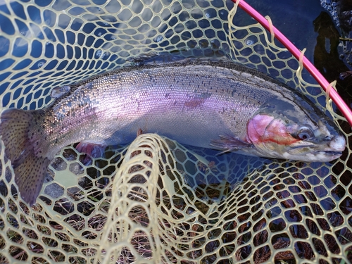 スチールヘッドの釣果