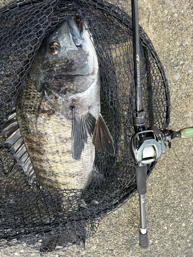 チヌの釣果