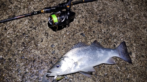 セイゴ（ヒラスズキ）の釣果