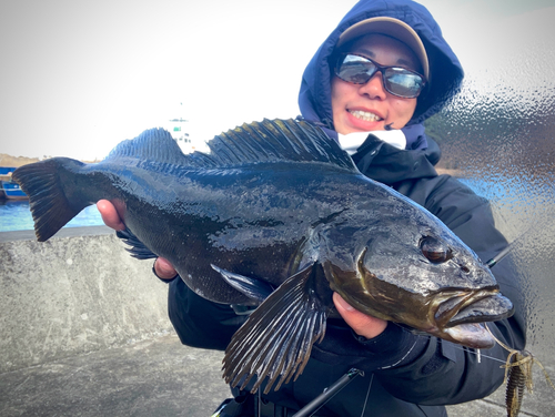 アイナメの釣果