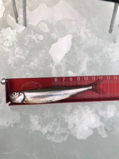 ワカサギの釣果
