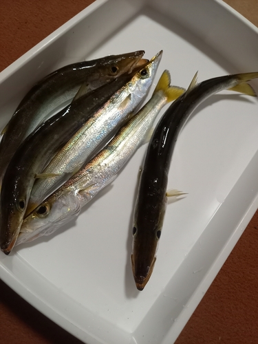 カマスの釣果