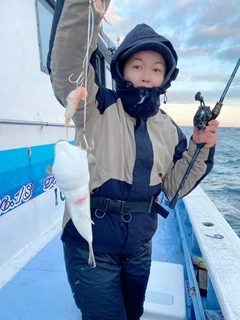 ショウサイフグの釣果