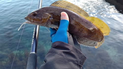 アイナメの釣果