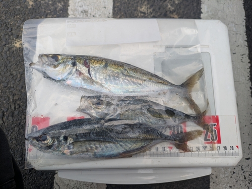 アジの釣果