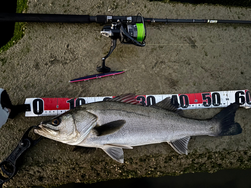 シーバスの釣果