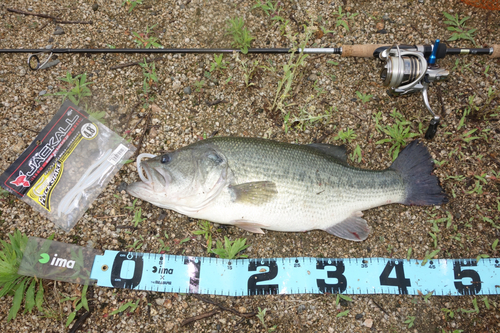 ブラックバスの釣果