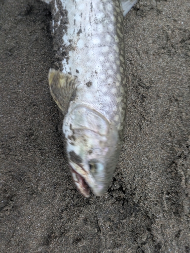 アメマスの釣果