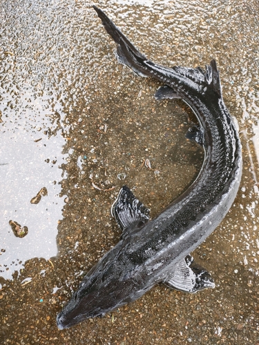 チョウザメの釣果