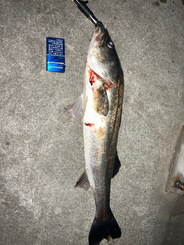 イワナの釣果