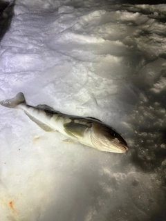 ホッケの釣果