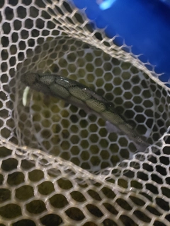 レインボートラウトの釣果