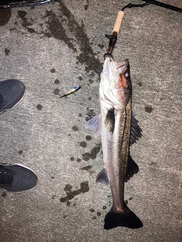 イワナの釣果