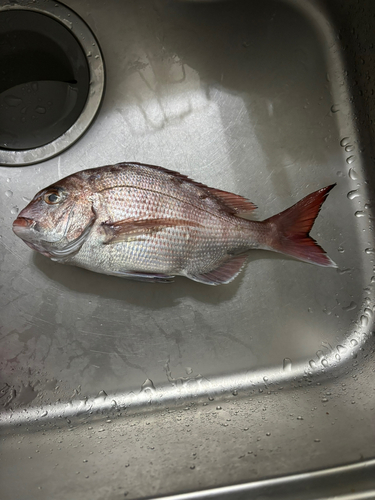 タイの釣果