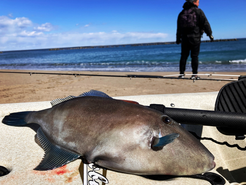 ウマヅラハギの釣果