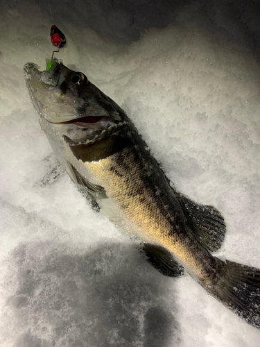 クロソイの釣果