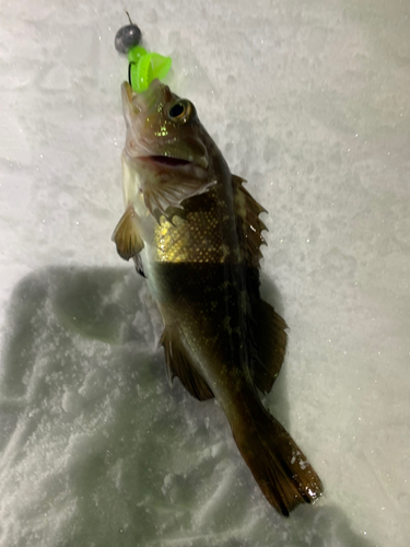 エゾメバルの釣果