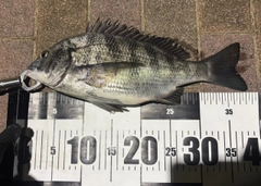 クロダイの釣果