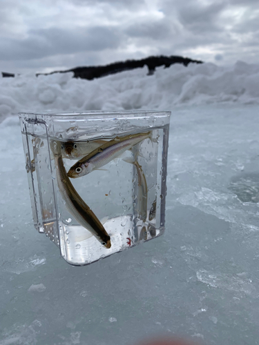 ワカサギの釣果