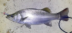 ヒラスズキの釣果