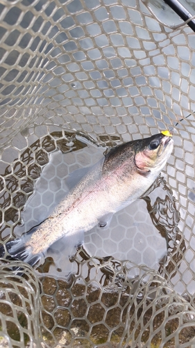 トラウトの釣果