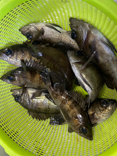 メバルの釣果