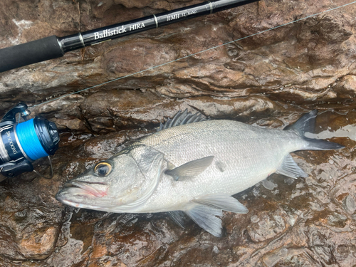 ヒラスズキの釣果