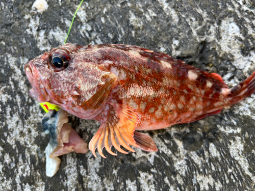 カサゴの釣果