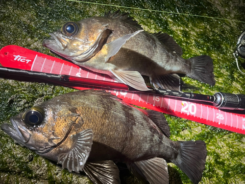 メバルの釣果