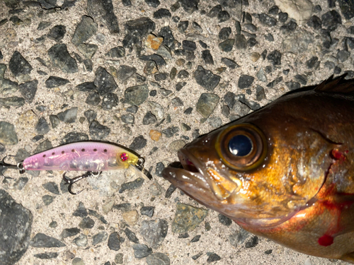 メバルの釣果