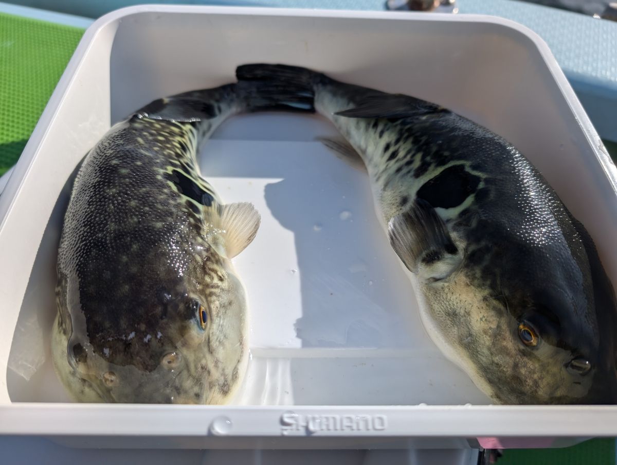 ニコナナまるさんの釣果 2枚目の画像