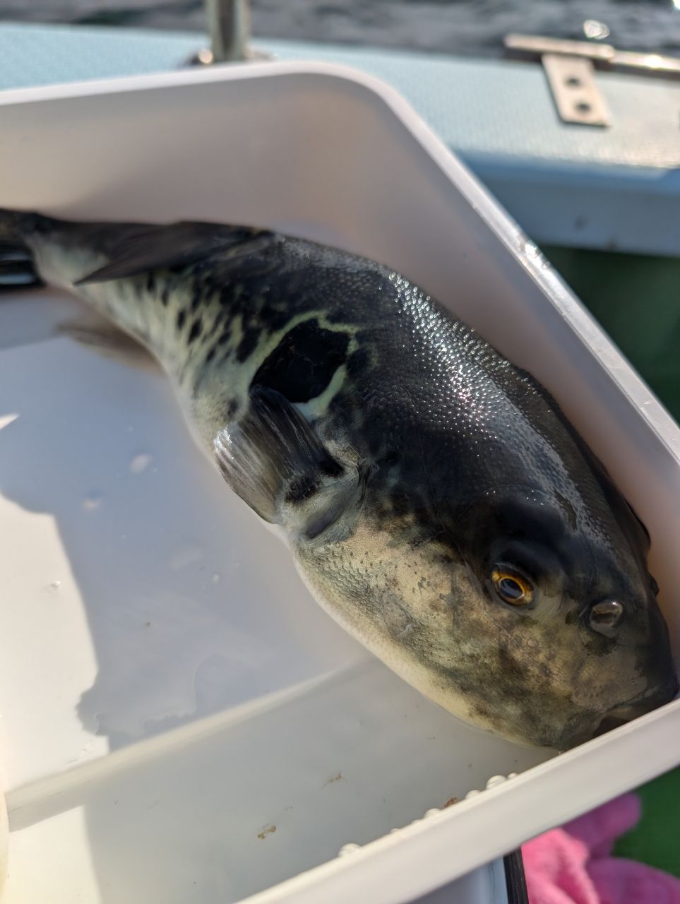 ニコナナまるさんの釣果 3枚目の画像