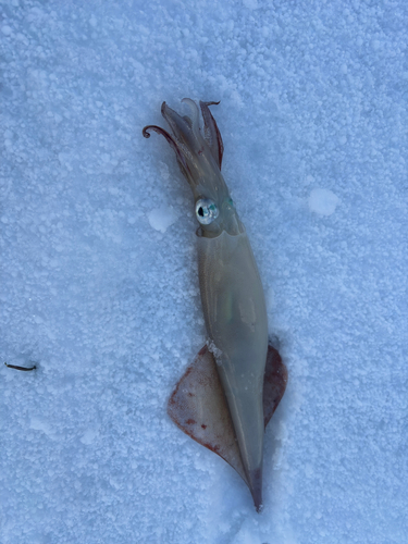 ヤリイカの釣果