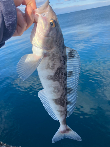 ホッケの釣果