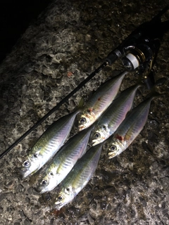 マアジの釣果