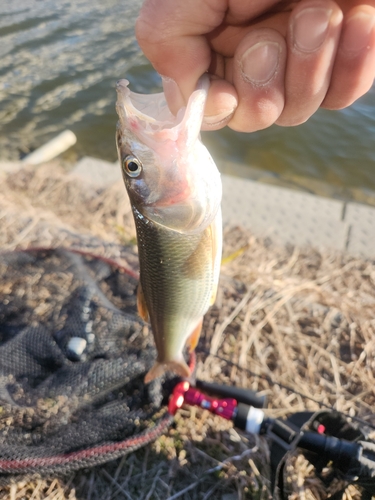 ハスの釣果