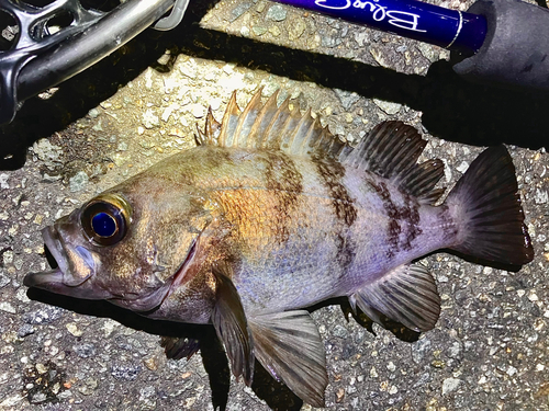 シロメバルの釣果