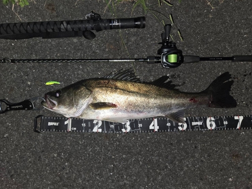 シーバスの釣果