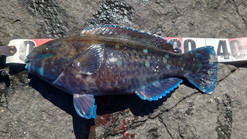 アオブダイの釣果