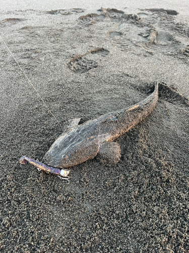 マゴチの釣果