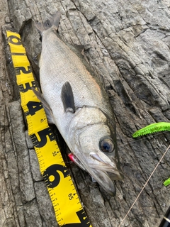 ヒラスズキの釣果