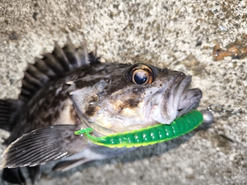 クロソイの釣果