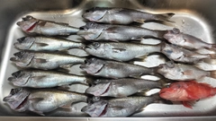 クロムツの釣果